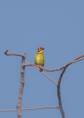 Psilopogon haemacephalus