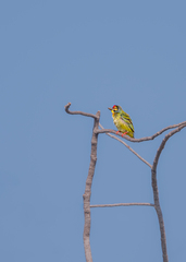 Psilopogon haemacephalus