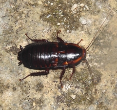 Eurycotis floridana