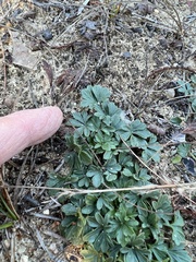 Viola pedata