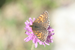 Melitaea diamina