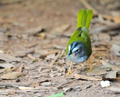 Myiothlypis leucoblephara