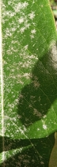 Peronosporaceae