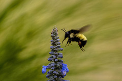 Bombus weisi