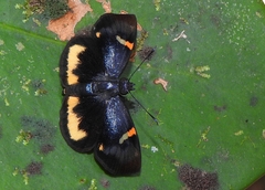 Charidia lucaria