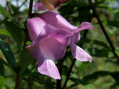 Sesamum angolense