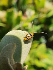 Spilocephalus bipunctatus