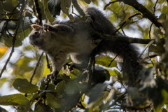 Sciurus
