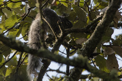 Sciurus