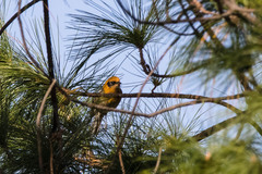 Peucedramus taeniatus