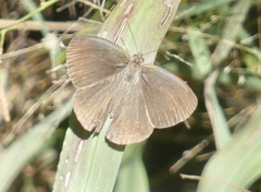 Satyrinae