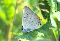 Satyrium acadica