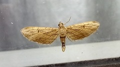 Eupithecia