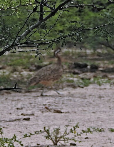 Quebracho Crested Tinamou (Eudromia formosa), photo 10