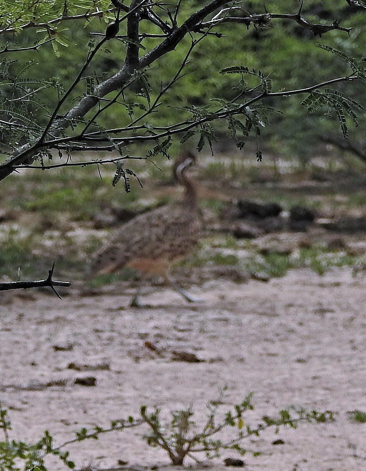 Quebracho Crested Tinamou (Eudromia formosa), photo 6