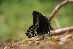Papilio polymnestor