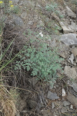 Thalictrum foetidum