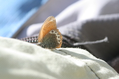 Coenonympha gardetta