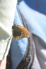 Coenonympha gardetta