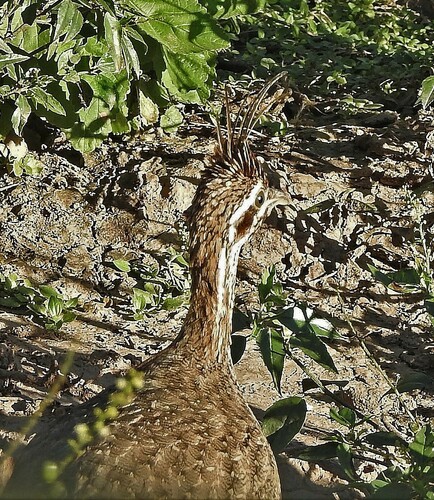 Quebracho Crested Tinamou (Eudromia formosa), photo 7