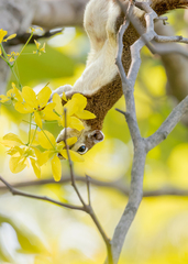 Callosciurus finlaysonii