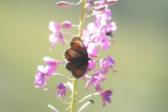 Erebia euryale