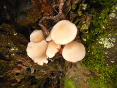 Pluteus longistriatus