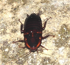 Eurycotis floridana