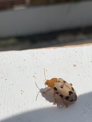 Podontia quatuordecimpunctata