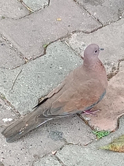 Streptopelia senegalensis