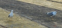 Larus michahellis