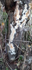Coniophora puteana