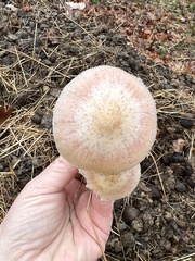 Bolbitius coprophilus