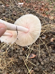 Bolbitius coprophilus