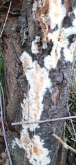 Coniophora puteana