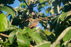 Saltator grandis