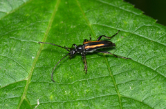 Strangalepta abbreviata