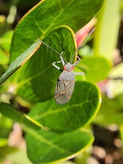 Leptocoris