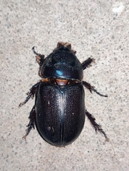 Oryctes rhinoceros
