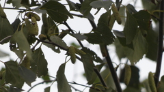 Betula pendula