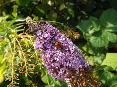 Stictoleptura cordigera