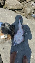 Pseudobatos planiceps