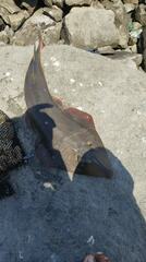 Pseudobatos planiceps