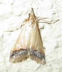 Autocharis