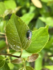 Ditomotarsus punctiventris