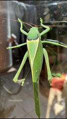 Stilpnochlora