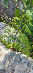 Davallia chaerophylloides