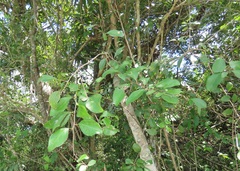 Gymnosporia nemorosa