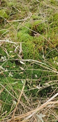 Polytrichum commune