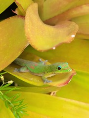 Phelsuma laticauda laticauda